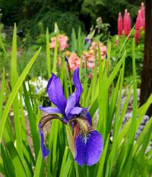 Read more about the article Memorial Day: Find a Moment of Beauty in Honor of the Dead