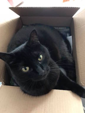 Read more about the article #NotMyCat on Author James L’Etoile
