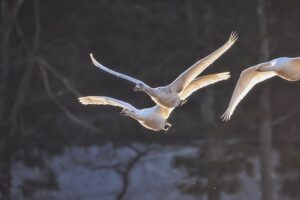 Read more about the article Seven Motivations to Keep Writing in Winter