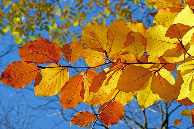 Read more about the article Autumnal Equinox: Fall is My Favorite Season